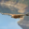 Sup belohlavy - Gyps fulvus - Eurasian Griffon 4962